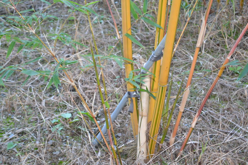 スホウチク
